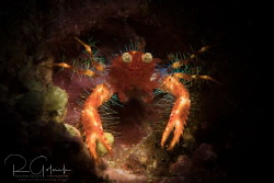 Olivar's squat lobster-Anilao. by Richard Goluch 